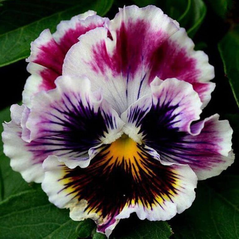 Beautiful Pansy Seeds, MultiColor Wavy Viola Tricolor Flower Seeds, 100pcs/pack GreenSeedGarden