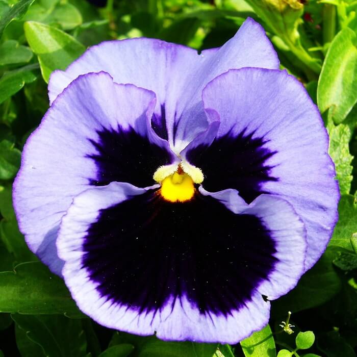 Viola Tricolor seeds Flower seeds 350+ Giant Yellow Pansy seeds Pans\u00e8 Gialla #FI578
