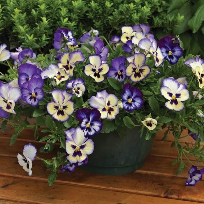 Viola Tricolor seeds Flower seeds 350+ Giant Yellow Pansy seeds Pans\u00e8 Gialla #FI578