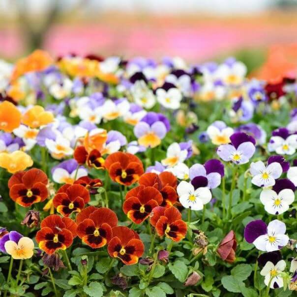 50 Colorful Pansy Seeds Viola Tricolor Herb Trinity Ornamental Garden Flowers 