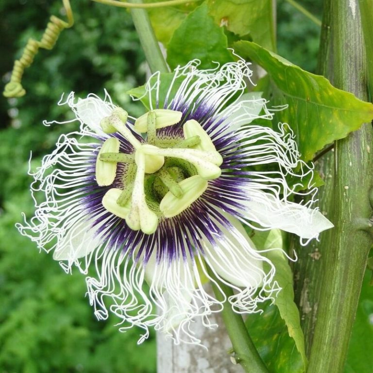 Rare Passion Flower Seeds, Passiflora Incarnata, 100pcs/bag GreenSeedGarden