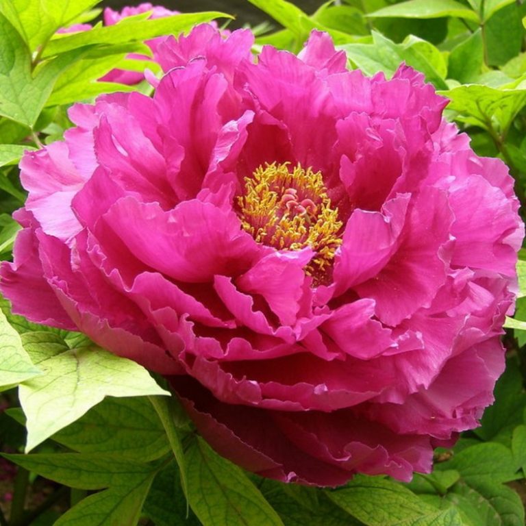 Multi-Color Rare Peony Seeds, 10pcs/pack – GreenSeedGarden