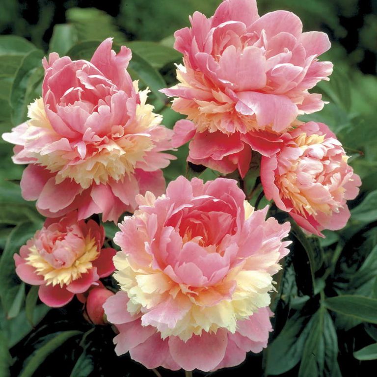 Multi-Color Rare Peony Seeds, 10pcs/pack – GreenSeedGarden