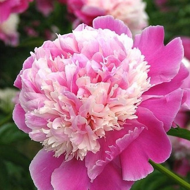 10 Pcs Mixed Peony Seed Seeds Fruit Vegetables Flower Home Planting Plant PIL