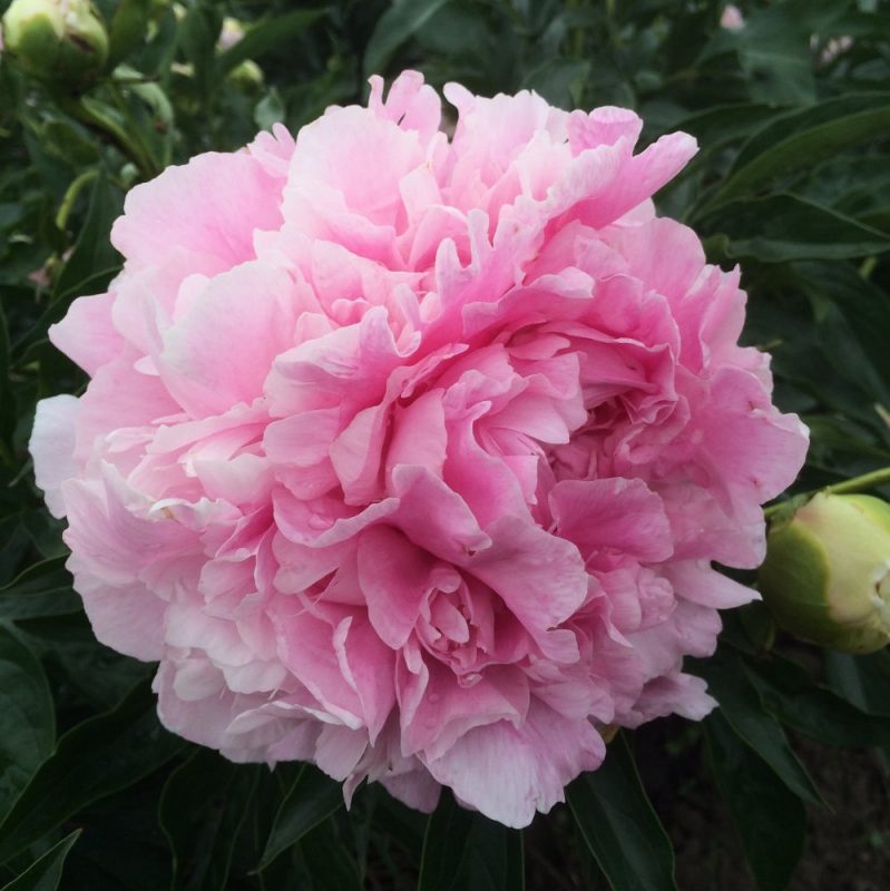 Multi-Color Rare Peony Seeds, 10pcs/pack – GreenSeedGarden