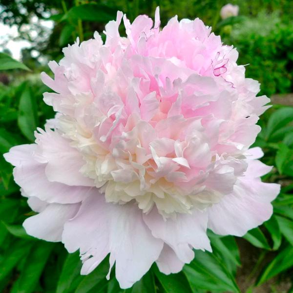 10 Pcs Mixed Peony Seed Seeds Fruit Vegetables Flower Home Planting Plant PIL