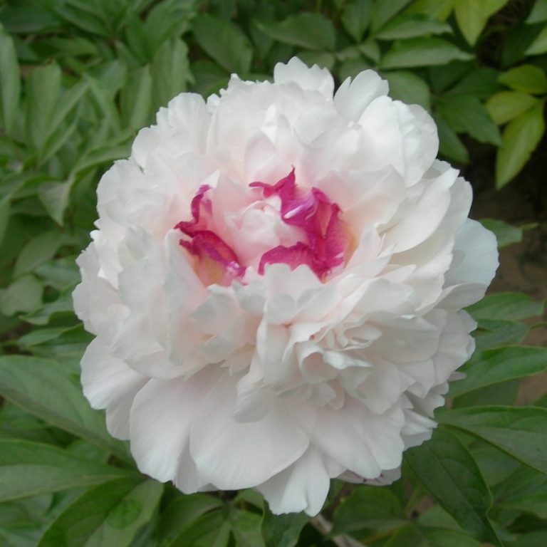 Multi-Color Rare Peony Seeds, 10pcs/pack – GreenSeedGarden