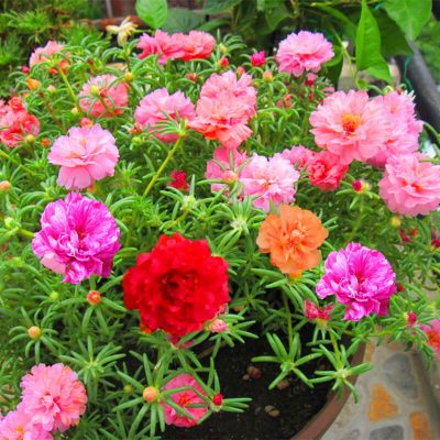 Portulaca Grandiflora Seeds, Moss-Rose Purslane Seeds, 100pcs/pack ...