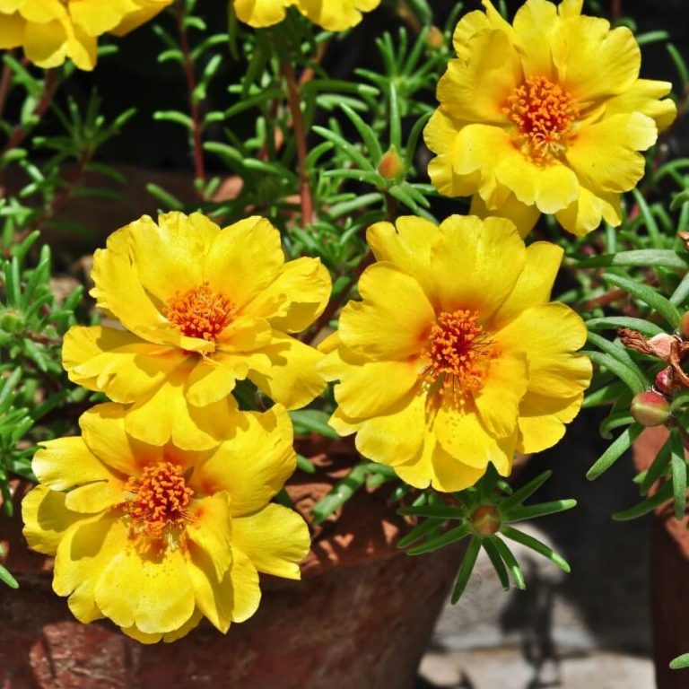 Portulaca Grandiflora Seeds, MossRose Purslane Seeds
