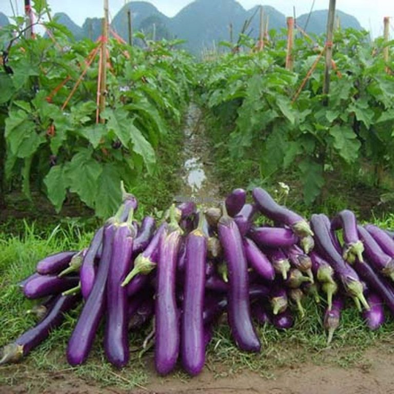 Asian Purple Eggplant Seeds, 100pcs/pack GreenSeedGarden