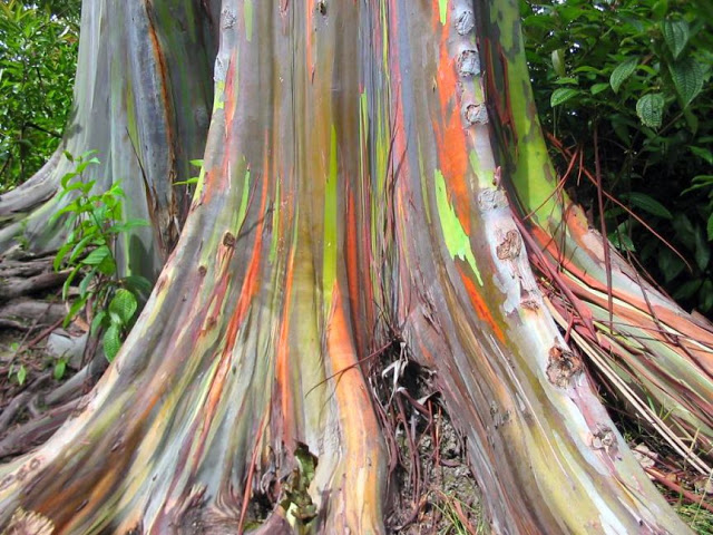 RAINBOW EUCALYPTUS  100 SEEDS Eucalyptus Deglupta 