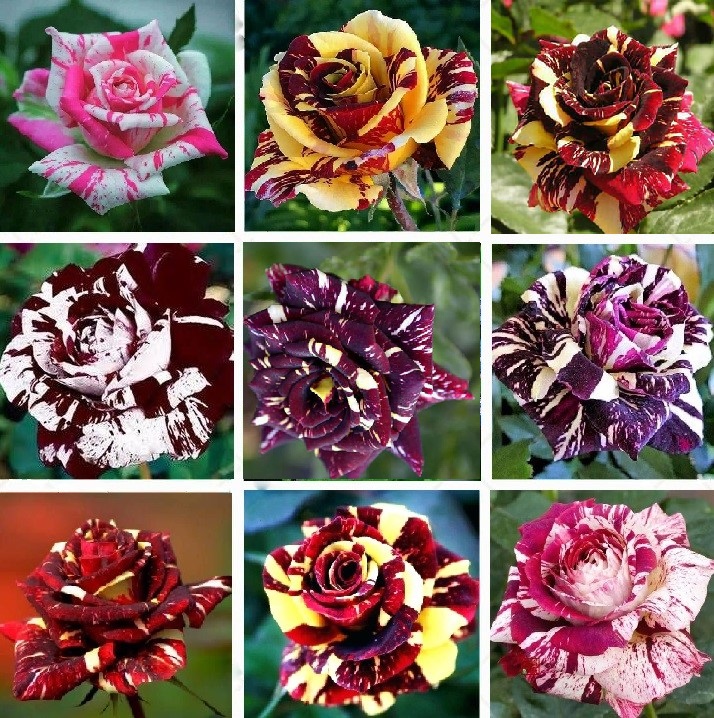ROSE SEEDS MIXED TYPES VARIOUS COLOURS OVER 100 FRESH SEEDS 