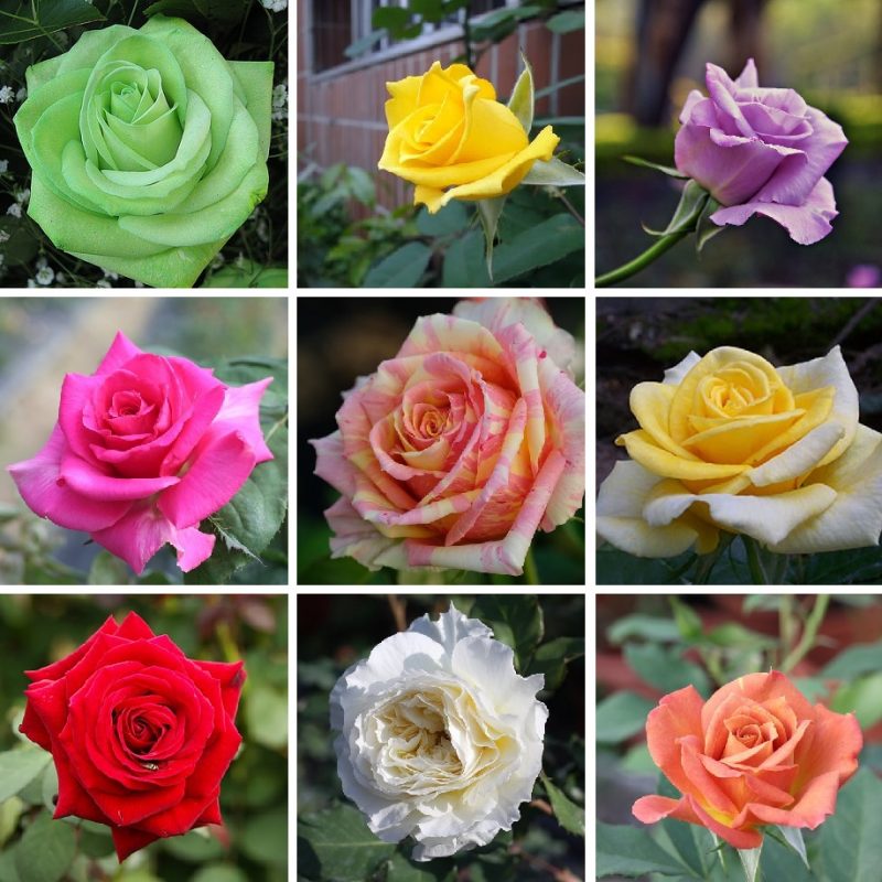 Multi-Color Rose Seeds, Double Petal Rose, 100pcs/Pack – GreenSeedGarden