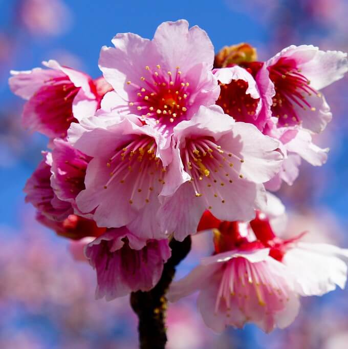 Japanese Sakura Tree Seeds Pink Cherry Plum Blossom Winter Hardy.