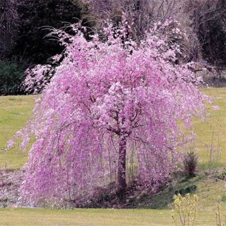 Sakura Tree Seeds, Weeping Sakura Tree, 10pcs/pack GreenSeedGarden