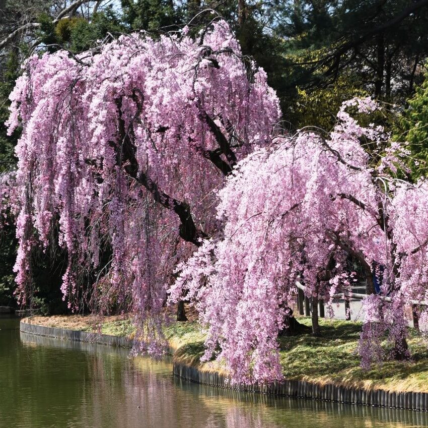  Sakura Tree  Seeds Weeping Sakura Tree  10pcs pack 