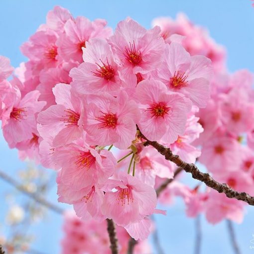 Cherry Blossom Tree Seeds, Pink Sakura Seeds, 10pcs/pack – GreenSeedGarden