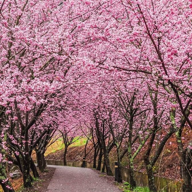 Cherry Blossom Tree Seeds, Pink Sakura Seeds, 10pcs/pack ...