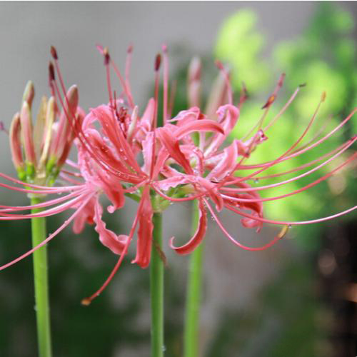 What Do Spider Lily Seeds Look Like