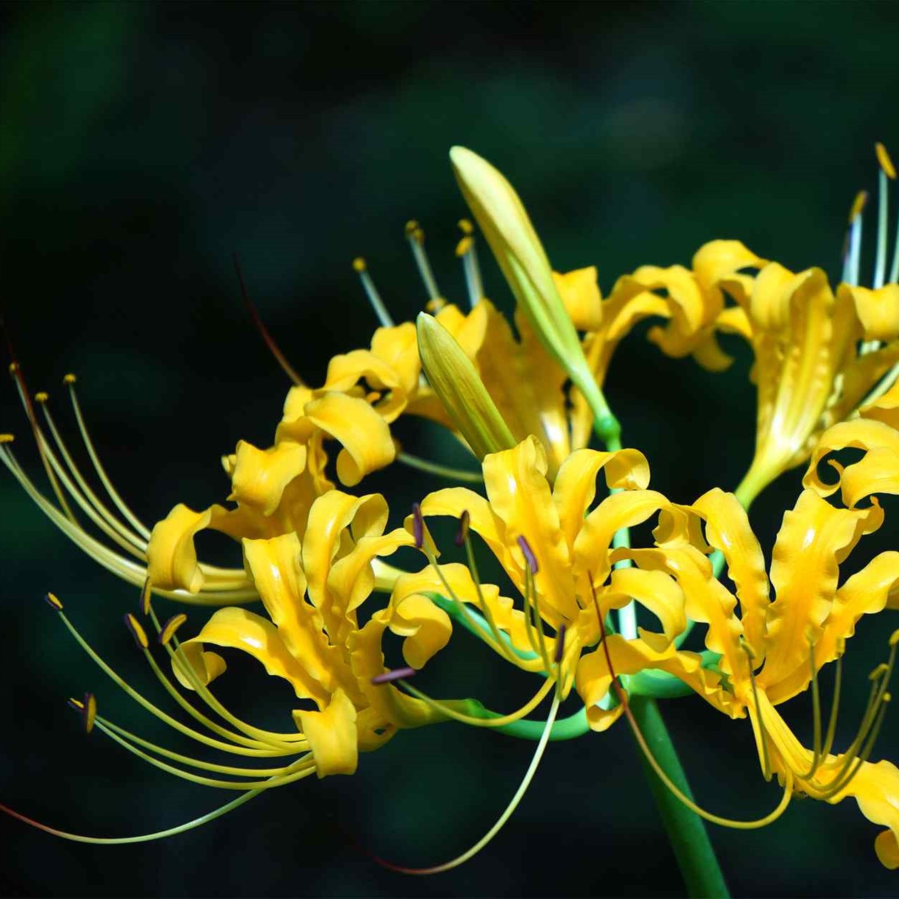 red-spider-lilies-are-a-late-summer-treat