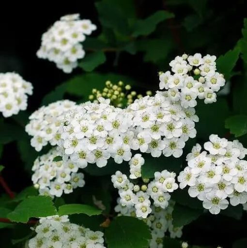 White Spiraea Seeds, Climbing Flower, 100pcs/pack GreenSeedGarden