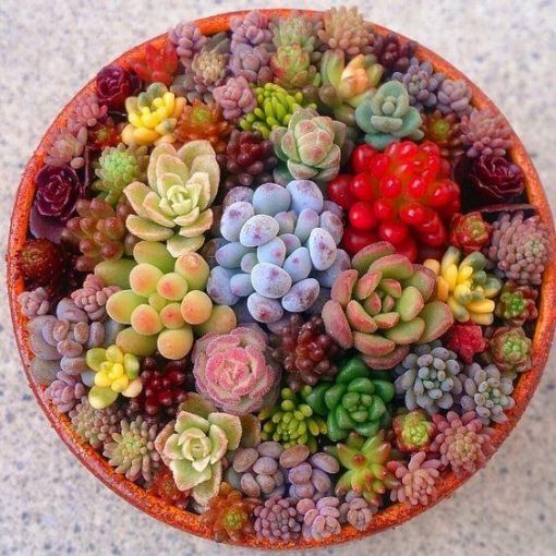 Rare Beautiful Mixed Succulents Seeds, 200pcs/pack – GreenSeedGarden