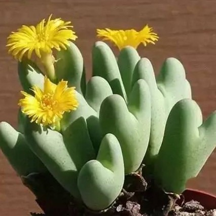 Rare Plant Cactus Suculent Rares 5 seeds Fresh june 2020 