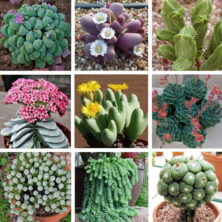 10 Light Green Black Cactus Seeds Mixed Heat Rare Succulents Stone Flower Desert 