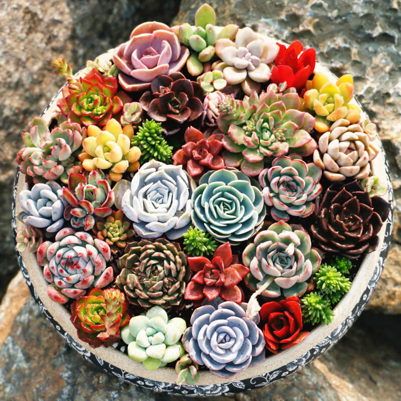 200pcs Rare Crystal Clear Beauty Succulents Seeds Easy to Grow Potted Ornamental Plant for Home Garden Courtyard Free Shipping