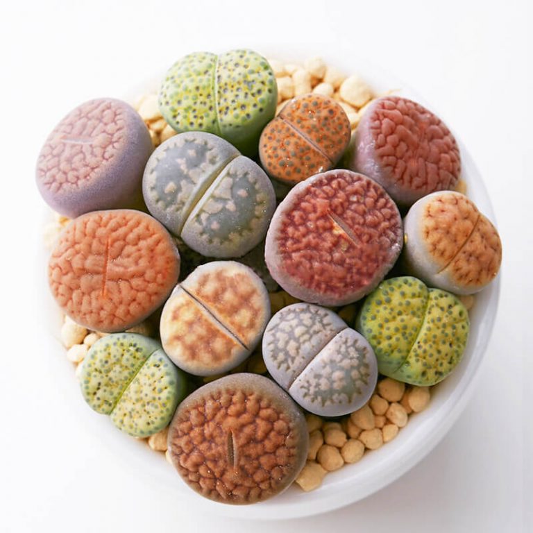 Cactus & Succulent Seeds GreenSeedGarden