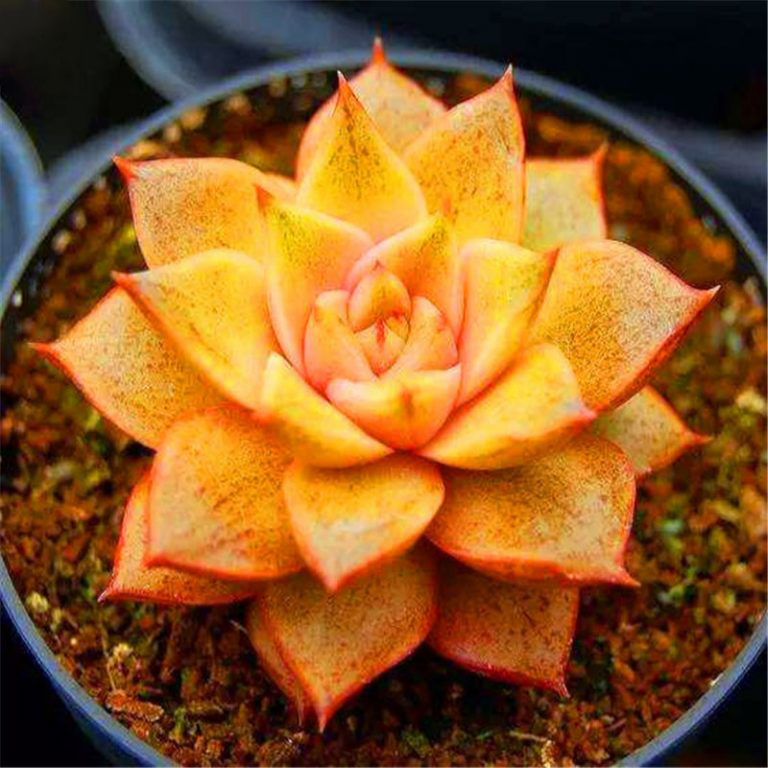 Rare Mixed Colorful Succulent Seeds, Graptopetalum Seeds, 200pcs/pack