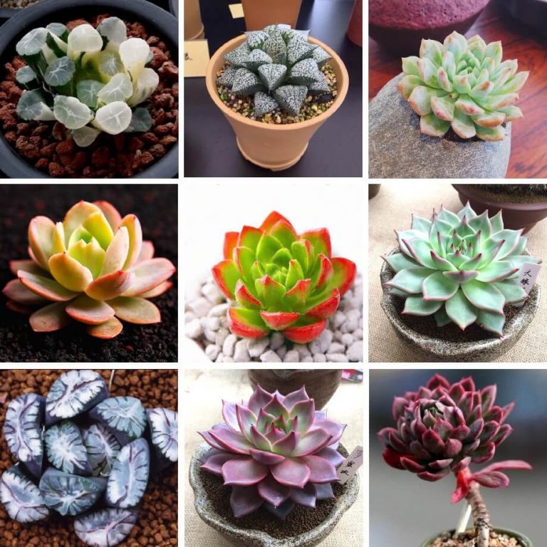 Rare Mixed Colorful Succulent Seeds, Graptopetalum Seeds, 200pcs/pack ...