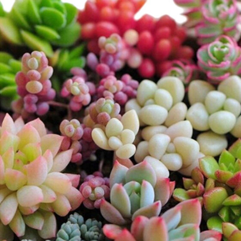 Cactus & Succulent Seeds Page 4 GreenSeedGarden