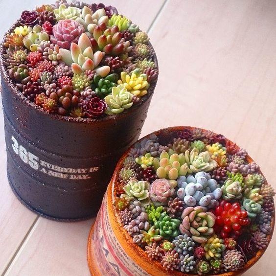 160X Mixed Succulents Seeds Rare Succulent Potted Plant Home Garden Decoratio YN 