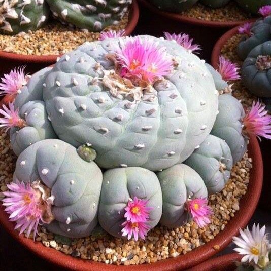 20 Fast Seeds SH shipping F8F5 Flower Cactus Living Stone Lithops Mixed 