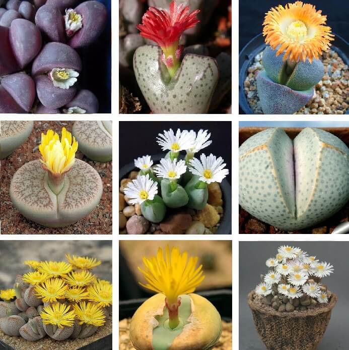 100 Rare Mixed Succulents Seeds Living Stones Lithops Plants Cactus 