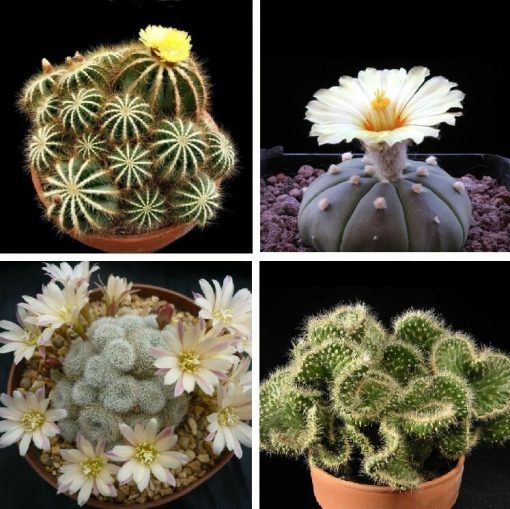 Cactus & Succulent Seeds – Page 5 – GreenSeedGarden