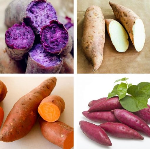 sweet-potato-seeds-vegetables-seeds-100pcs-pack-greenseedgarden