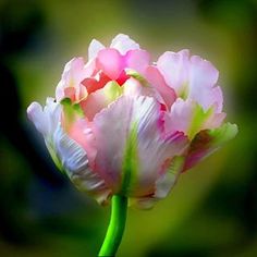 12# Tulip Seed Ukallaite 100Pcs Variety Tulip Seeds Beautiful Flower Home Garden Plant Bonsai Decoration