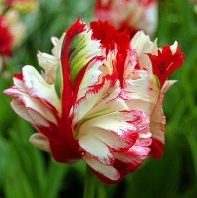 Multi-Varieties Tulip Seeds, 100pcs/pack – GreenSeedGarden