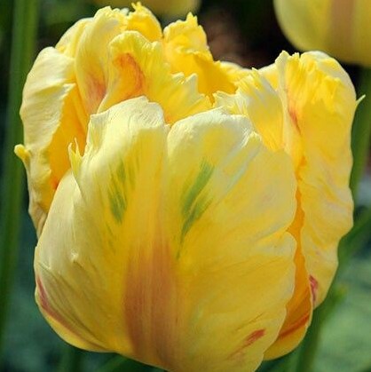 12# Tulip Seed Ukallaite 100Pcs Variety Tulip Seeds Beautiful Flower Home Garden Plant Bonsai Decoration