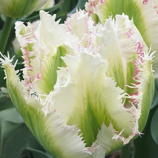 BT_ AB_ 100Pcs Rare Tulip Seeds Beautiful Flower Floral Home Garden Plant Decor 
