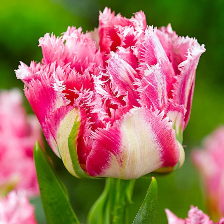 Tulip Flower Seeds, MultiColor Options, Rare Color 100pcs/pack