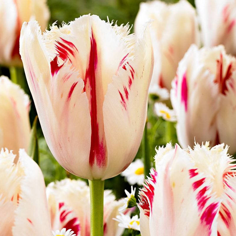 Tulip Flower Seeds, Multi-Color Options, Rare Color 100pcs/pack ...