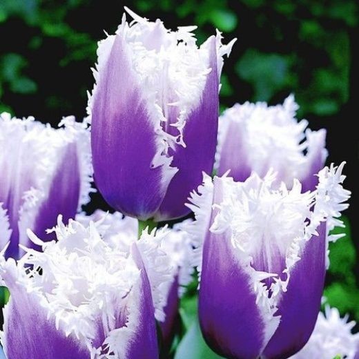 100Pcs Tulip Flower Seeds 15 Kinds Rare Beautiful for Garden Plants Colorful