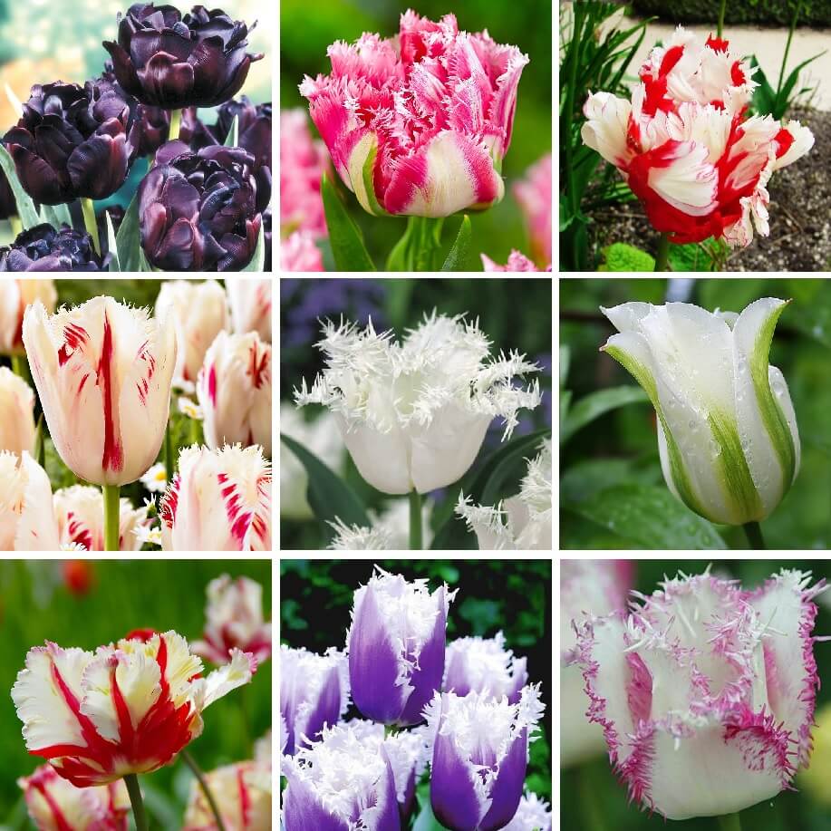 100Pcs Tulip Flower Seeds 15 Kinds Rare Beautiful for Garden Plants Colorful