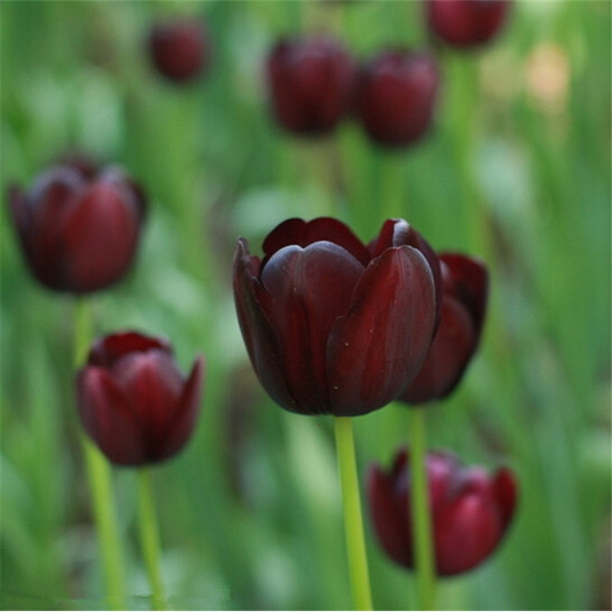 2pcs Turkey Didier’s Tulip Bulbs, Colorful Indoor Bonsai Flower ...