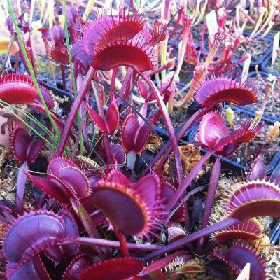 Flytrap Seeds, Dionaea Muscipula Plant Seeds, 100pcs/pack – GreenSeedGarden