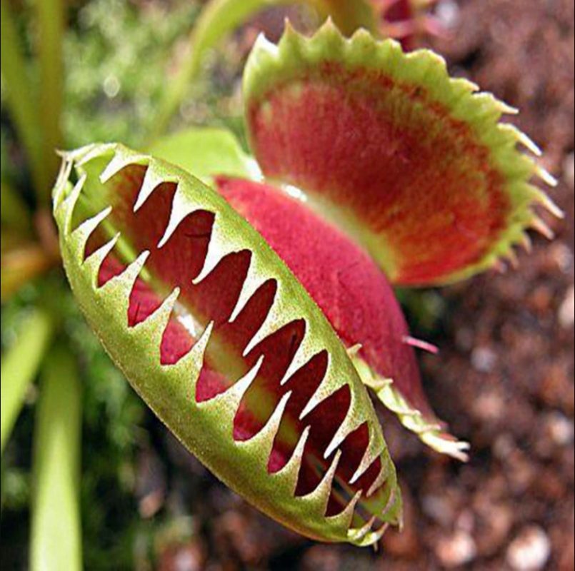 Venus Flytrap Seeds Mosquitoes Fly Insects Carnivorous Plants 100pcspack Greenseedgarden