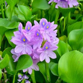 Water hyacinth, Lotus Seeds, 10pcs/pack – GreenSeedGarden